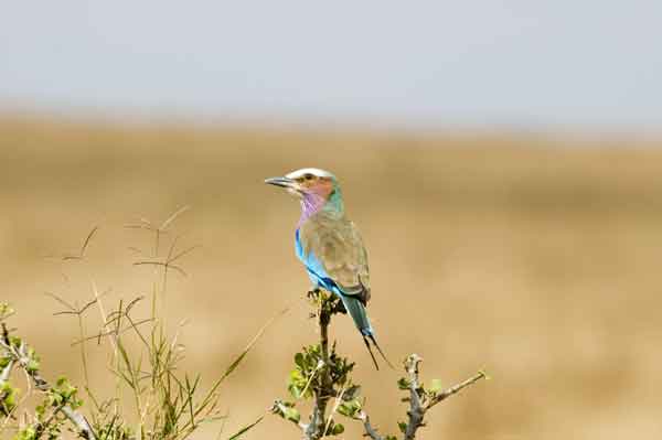 Carrack Lilac Brested - reserva nacional de Masai Mara - Kenia.jpg